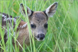 <p>SRNEC OBECNÝ (Capreolus capreolus) Šluknovsko - Jiříkov --- /European roe deer - Reh/</p>